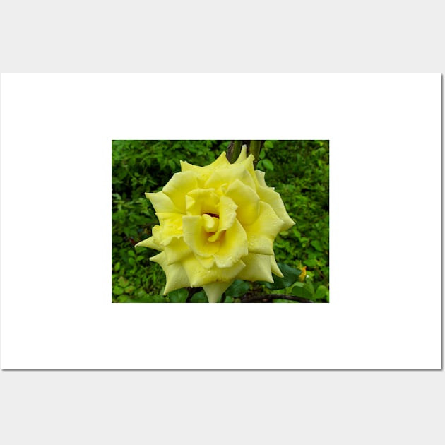 Yellow Rose Wild Wall Art by pcfyi